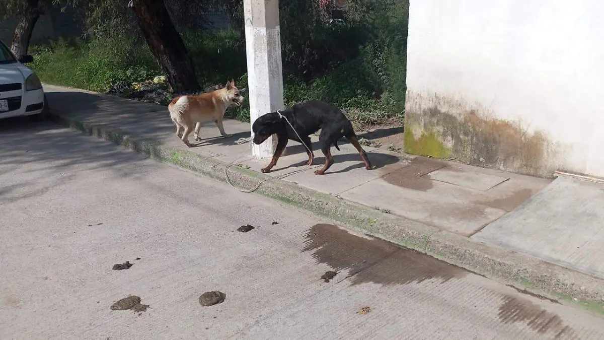 Perrita abandonada en El Morro (1)